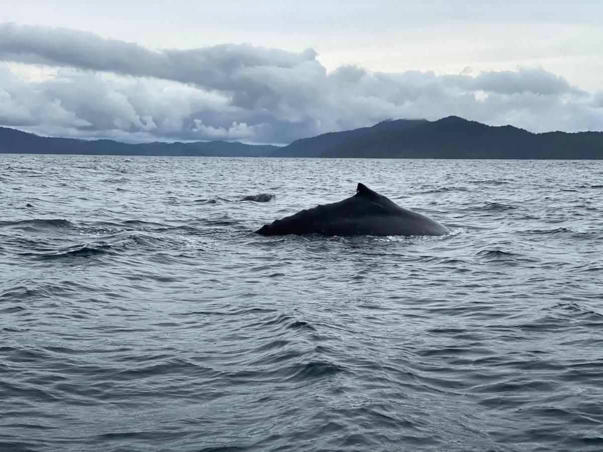 Posada Turistica Rocas De Cabo Marzo Bahia Solano Esterno foto
