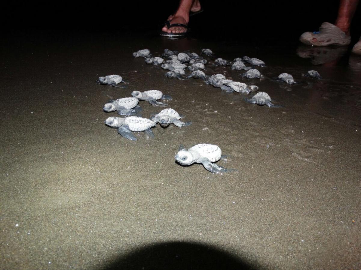 Posada Turistica Rocas De Cabo Marzo Bahia Solano Esterno foto