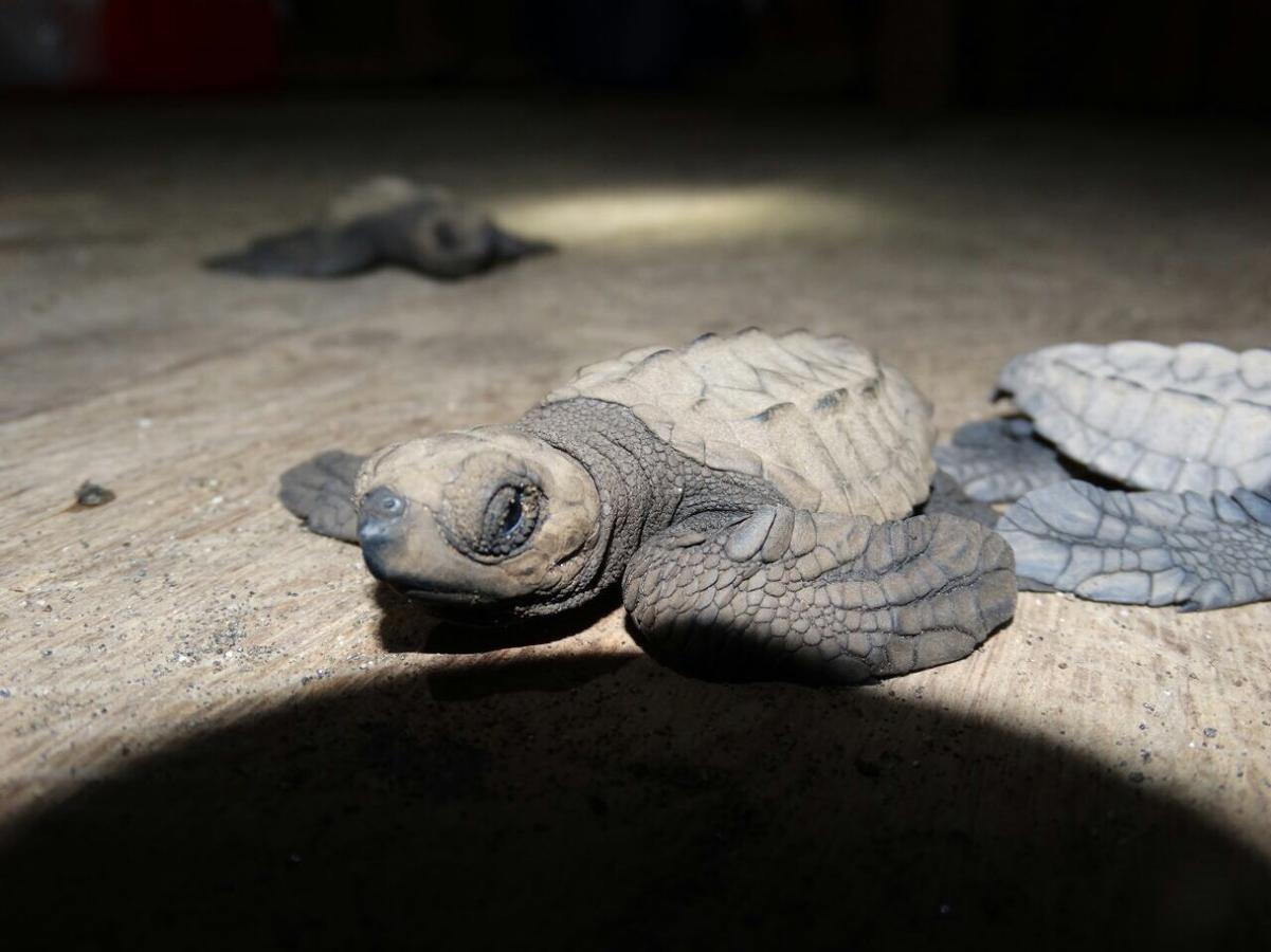 Posada Turistica Rocas De Cabo Marzo Bahia Solano Esterno foto